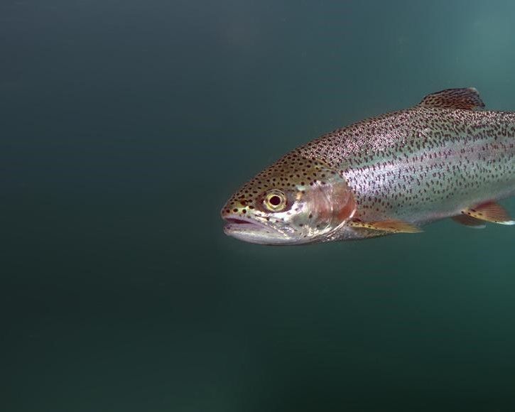 Fisk i vand